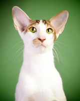 Yoshi: Oriental Shorthair