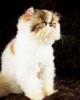 Faith: Persian