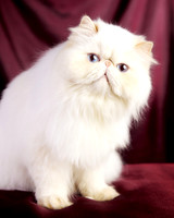 Pixie Dust: Himalayan