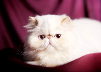 Pixie Dust: Himalayan