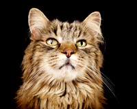 Izabeau: Maine Coon
