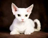 Muriel: Devon Rex