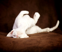 Muriel: Devon Rex