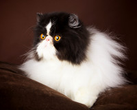Lola: Persian