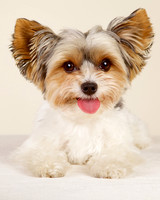 Crosby: Biewer Terrier