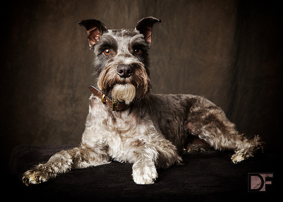 Bourbon: Mini Schnauzer