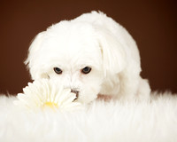Chloe: Maltese