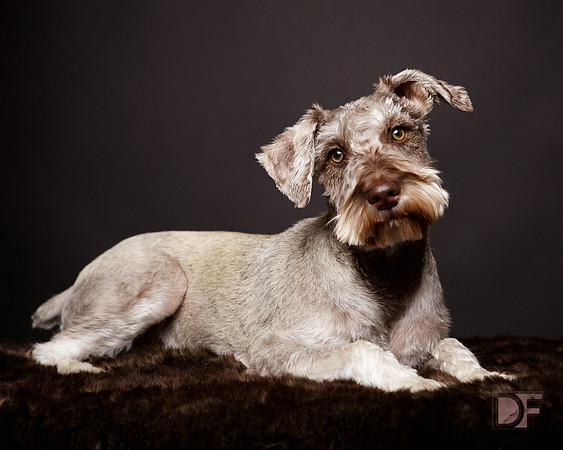 Bentley: Schnauzer