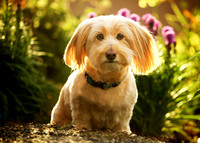 Oliver: Dachshund Mix