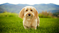 Oliver: Dachshund Mix