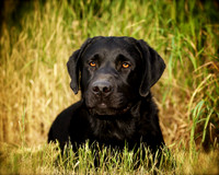 Ben: Black Lab