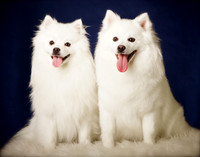Avi & Coco: American Eskimos