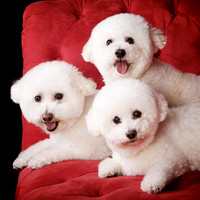 Annie, Chloe & Vincent: Bichon Frise