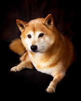 Kimber: Shiba Inu