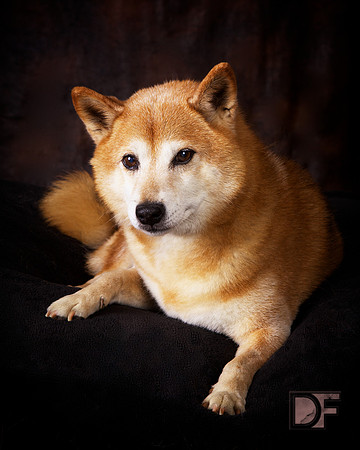Kimber: Shiba Inu