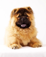 Cailey: Chow Pup