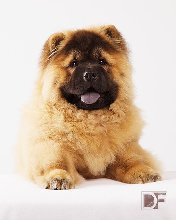 Cailey: Chow Pup
