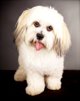 Teddy: Lhasa Apso