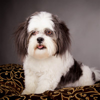 Lily: Lhasa Apso