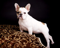Layla: French Bulldog