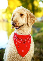 Sam: Standard Poodle