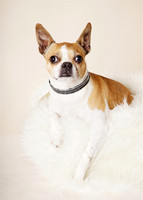 Sugar Rose: Boston Terrier