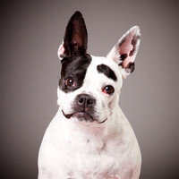 Oz: Boston Terrier