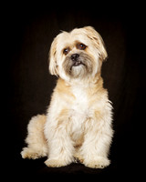 Benji: Tibetan Terrier