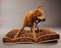 Aiden: Standard Poodle