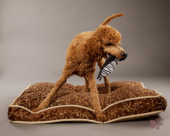 Aiden: Standard Poodle