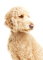 Olive: Standard Poodle