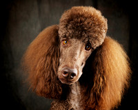 Bobby Orr: Standard Poodle