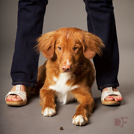 Ryken: Duck Retriever