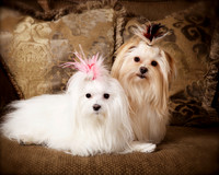Buck & 2T: Morkies