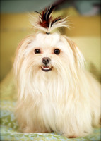 Buck: Morkie