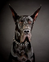 Vader: Great Dane