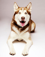 Jack: Siberian Husky