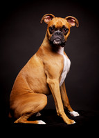 Jax: Boxer