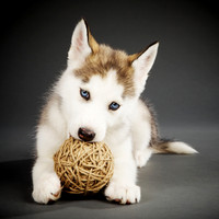Kira: Siberian Husky Puppy