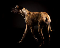 Stella: Great Dane
