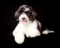 Beijo: Portugese Water Dog Pup