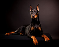 Zack: Doberman