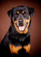 Baxter: Rotteiler