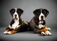 Heidi & Hauns: Greater Swiss Mountain Dogs