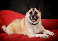 Masako: Akita