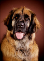 Lucy: Leonberger