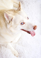 Spirit: Siberian Husky