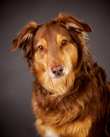 Dundee: Australian Shepherd