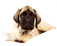 Ellie: Mastif Puppy