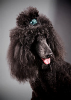 Mimi: Poodle